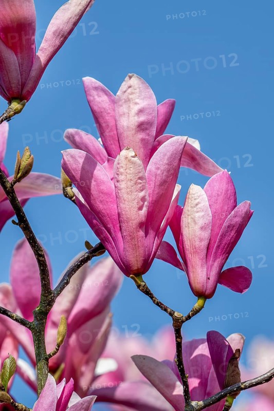 Blooming Magnolia liliiflora, Mulan magnolia, tulip magnolia, lily magnolia showing pink flowers in spring, native to southwest China