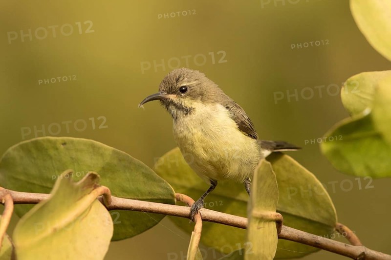 Beautiful Sunbird (Cinnyris pulchellus) female, Gambia