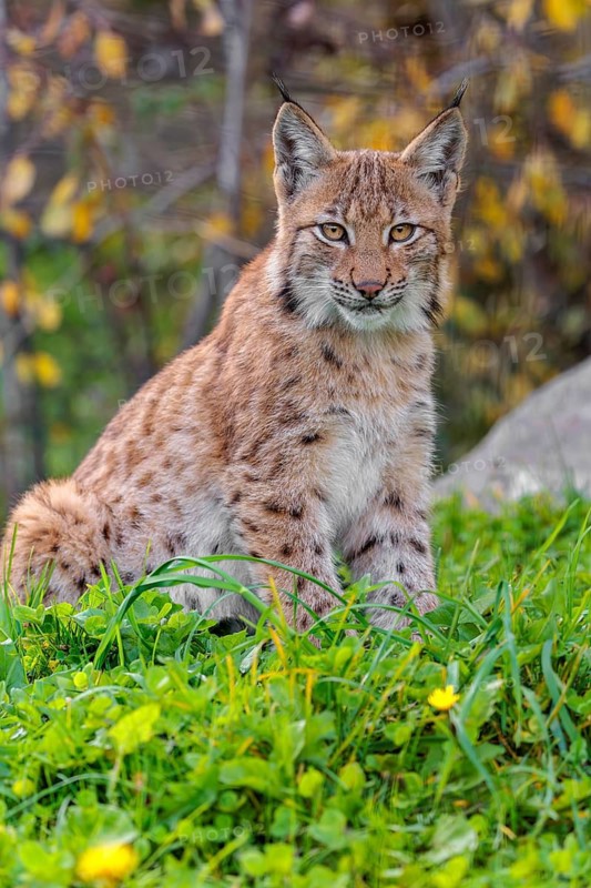 A young Eurasian lynx (Lynx lynx) sits on a meadow. An autumn-coloured bush can be seen in the background
