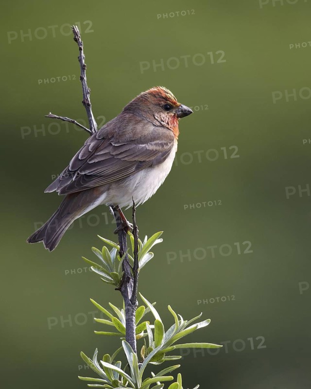 Common Rosefinch (Carpodacus erythrinus) male, Schleswig-Holstein, Germany