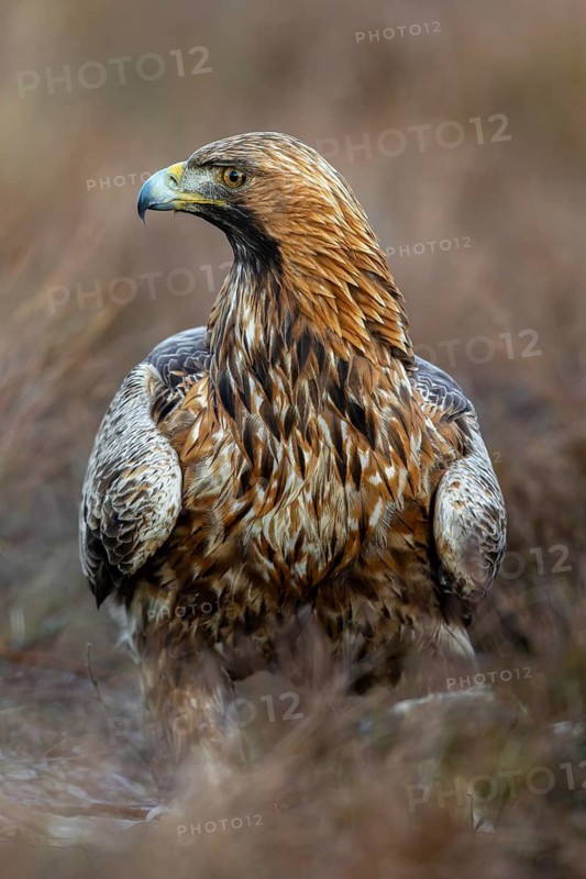 European golden eagle (Aquila chrysaetos chrysaetos) close-up portrait of adult with prey in moorland, heathland in winter