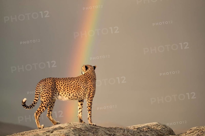 Cheetah (Acinonyx jubatus) standing on a rock looking at rainbow in the sky, Castile-La Mancha, Spain