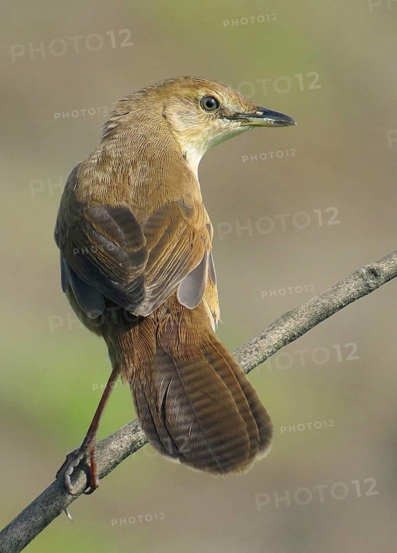 Broad-tailed Grassbird (Schoenicola platyurus), Maharashtra, India