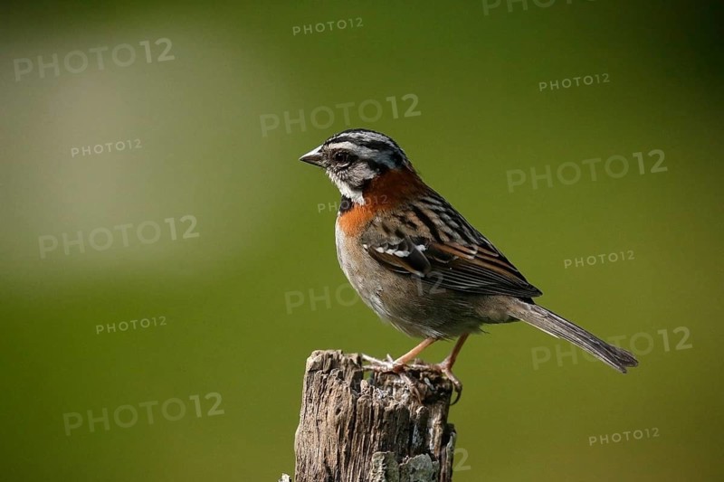 Rufous-collared Sparrow (Zonotrichia capensis) perched on a stake, Costa Rica