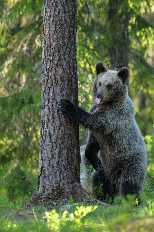Eurasian Brown Bear (Ursus arctos) standing at tree in forest, Finland