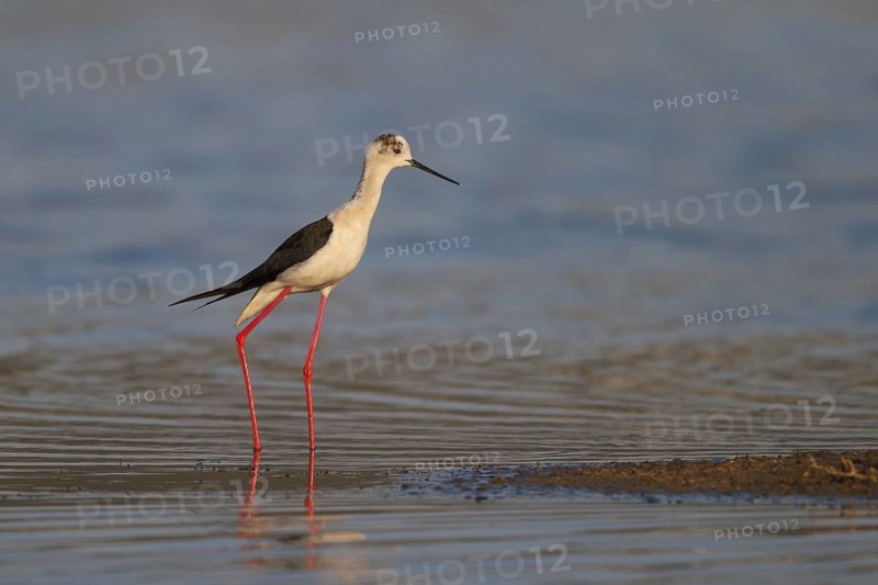 Black-winged Stilt (Himantopus himantopus), Greece