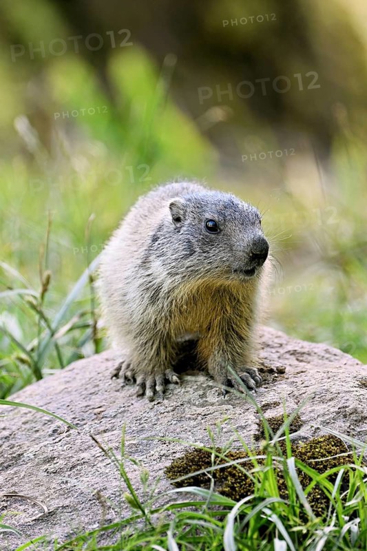 Young alpine marmot (Marmota marmota), standing on rocks, Switzerland