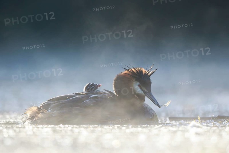 Great Crested Grebe (Podiceps cristatus) with chick in the morning mists, North Rhine-Westphalia, Germany
