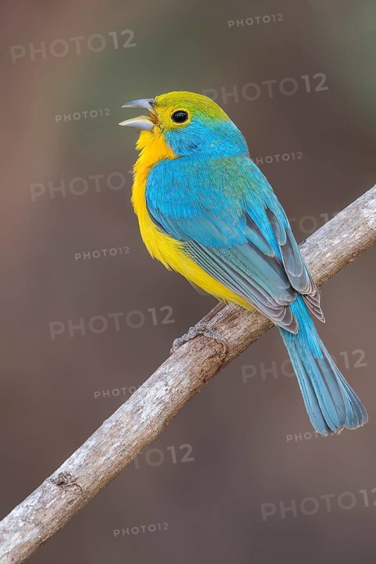 Orange-breasted Bunting (Passerina leclancherii) perched on a branch in Oaxaca, Mexico