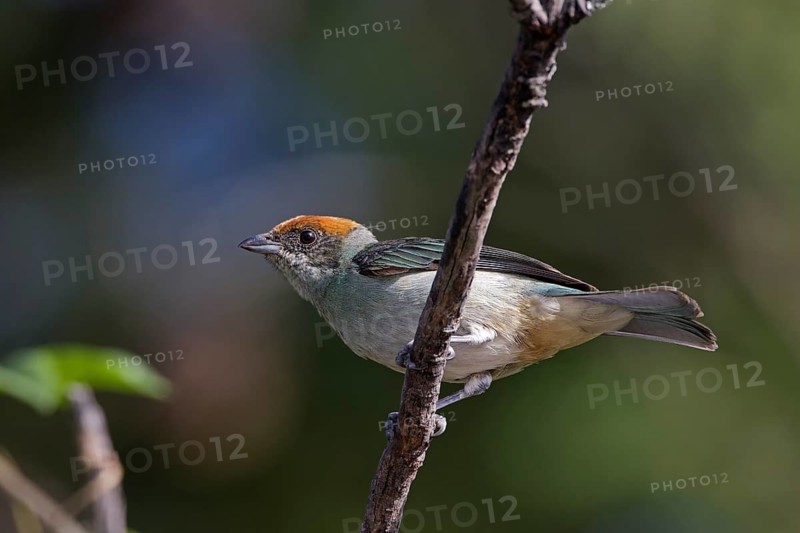 Scrub Tanager (Tangara vitriolina) perched on a branch, Pichincha, Ecuador