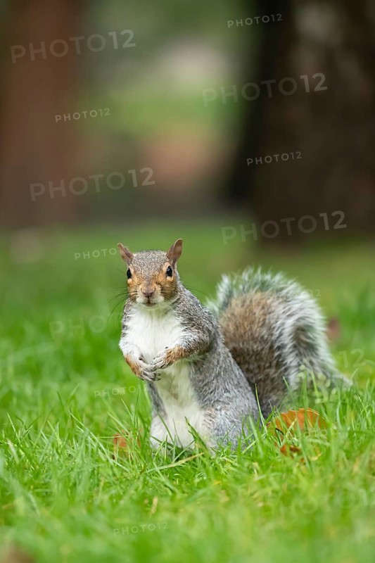 Grey squirrel (Sciurus carolinensis) adult animal on a garden grass lawn, England, United Kingdom