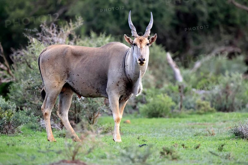 Eland (Taurotragus oryx), adult, alert, foraging, Mokala National Park, Northern Cape, South Africa