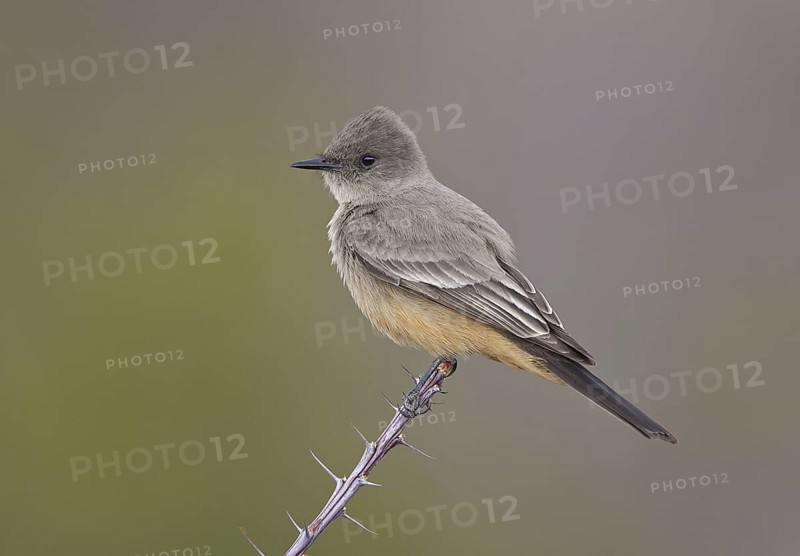Say's Phoebe (Sayornis saya), Arizona, USA