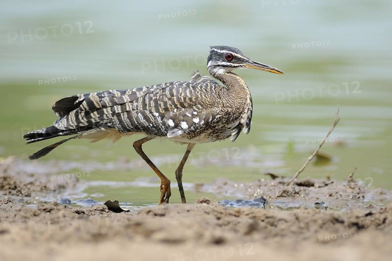 Sunbittern (Eurypyga helias), Pantanal, Brazil