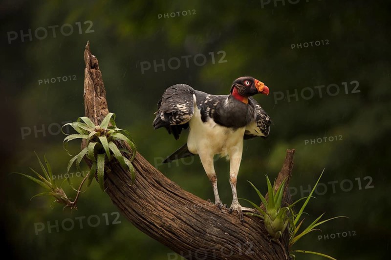A king vulture in the rain in a lowland forest in Costa Rica