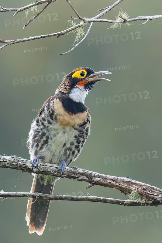 Ornate Melidectes (Melidectes torquatus) perched on a branch in Papua New Guinea