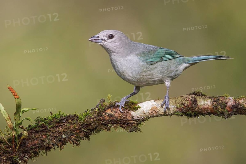 Sayaca Tanager (Thraupis sayaca) perched on a branch in the Atlantic rainforest of southeast Brazil