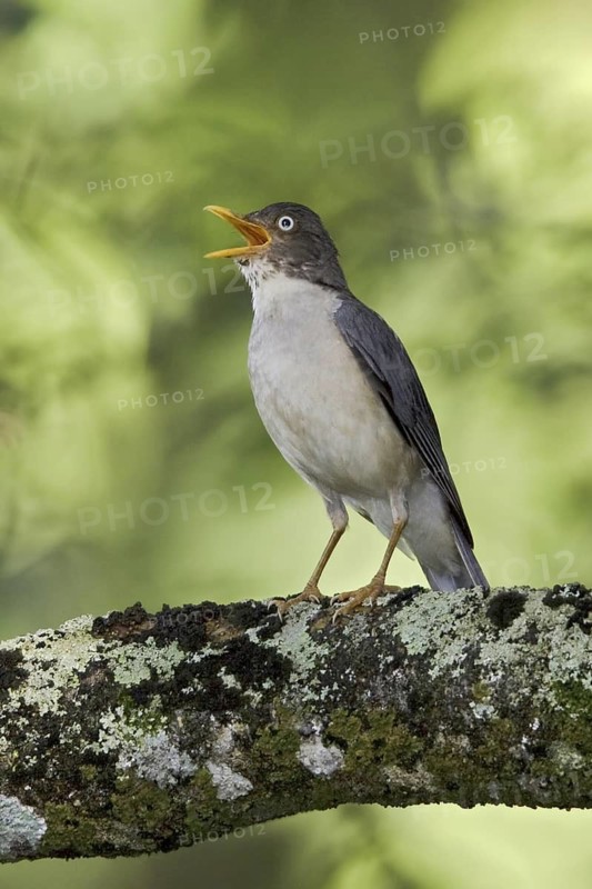 Plumbeous-backed Thrush (Turdus reevei), Ecuador