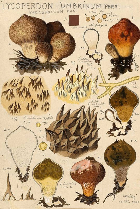 Mushroom, fungi, Umber-brown Puffball, Lycoperdon umbrinum, authentic reproduction of an illustration by Hans Walty (1868-1948) from about 1915, historical