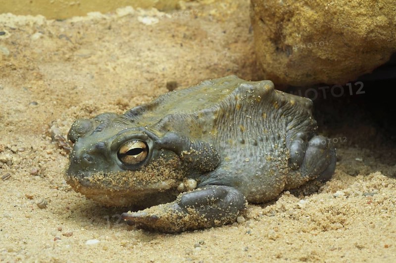 Sonora toad (Bufo alvarius), captive