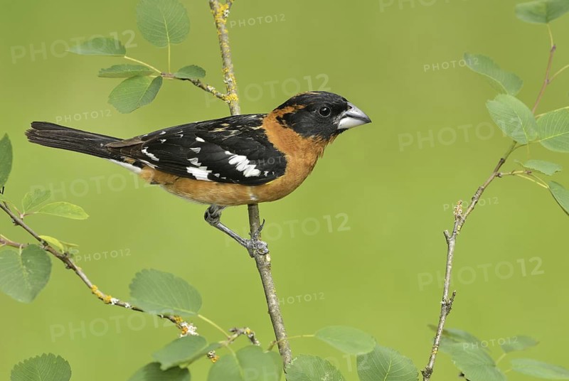 Black-headed Grosbeak (Pheucticus melanocephalus) male, British Columbia, Canada