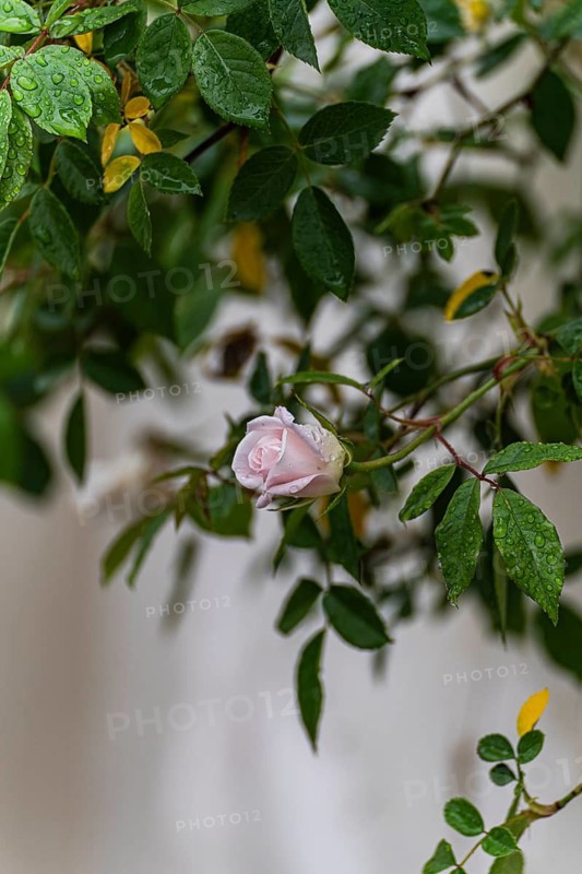 A delicate pink rosebud covered with fresh morning dew sits amid lush green leaves, set against a neutral background in the picturesque region of Kakheti, Georgia