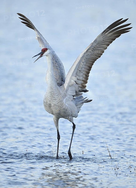 Sandhill Crane (Antigone canadensis), New Mexico, USA
