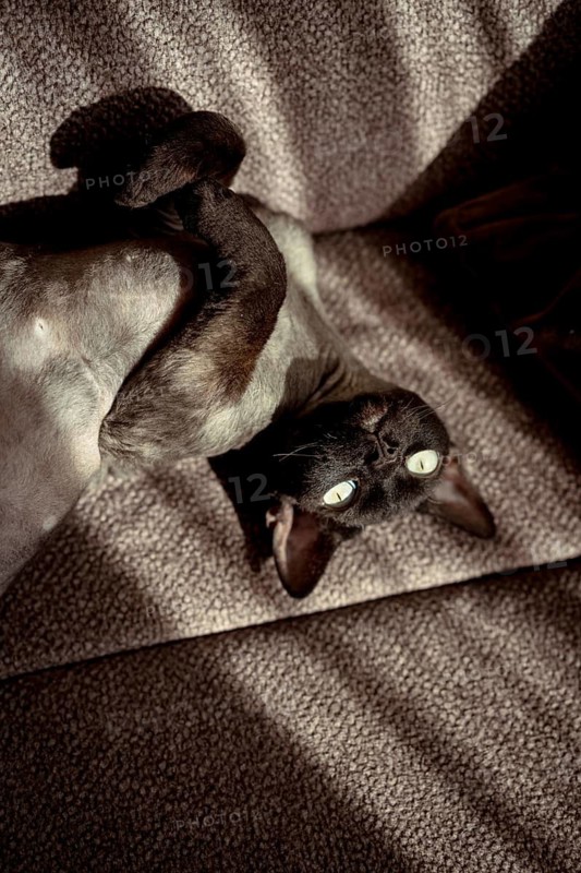 A playful devon rex cat lies upside down on a cozy, textured sofa. Sunlight casts gentle shadows, highlighting its large, curious eyes and distinctive hairless appearance