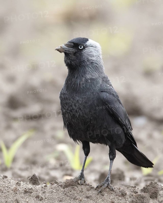 Western Jackdaw (Coloeus monedula), Schleswig-Holstein, Germany
