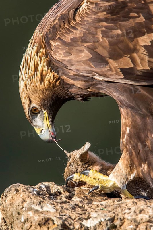 Golden Eagle (Aquila chrysaetos) female feeding, Andalusia, Spain