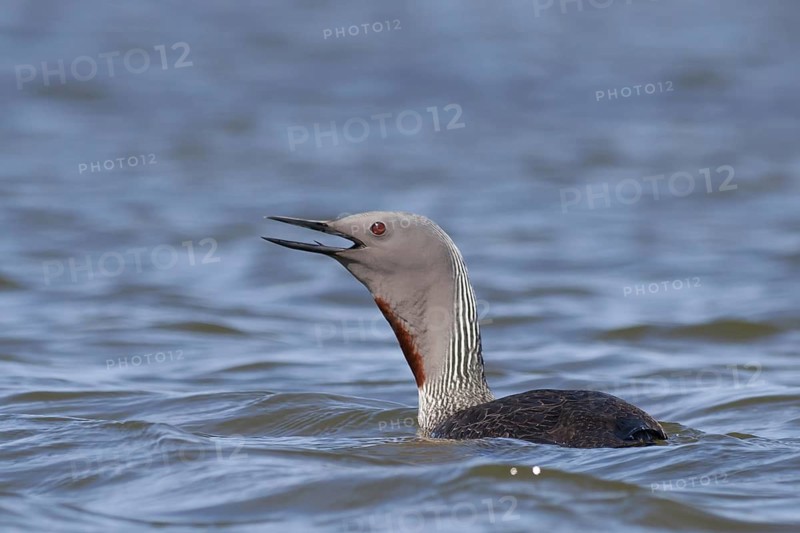 Red-throated Loon (Gavia stellata), Iceland