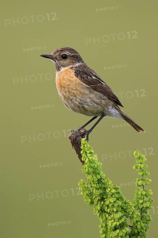 European Stonechat (Saxicola rubicola) female, Lake Neusiedl, Austria