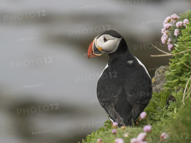Atlantic Puffin (Fratercula arctica), Látrabjarg, Iceland