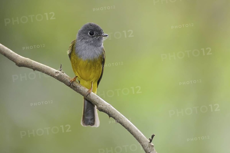 Grey-headed Canary-flycatcher (Culicicapa ceylonensis), Sri Lanka
