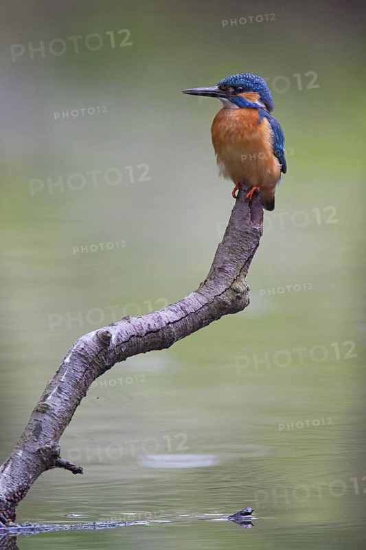 Common Kingfisher (Alcedo atthis), Brandenburg, Germany
