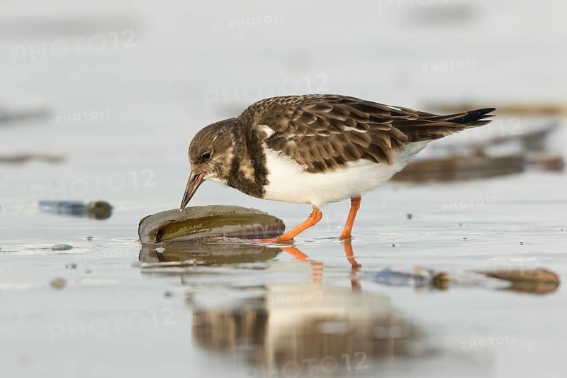 Ruddy Turnstone (Arenaria interpres) foraging at shoreline, North Holland, Netherlands