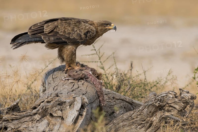 Tawny Eagle (Aquila rapax) feeding on carrion, Kenya