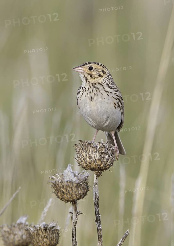Baird's Sparrow (Ammodramus bairdii), Montana, USA