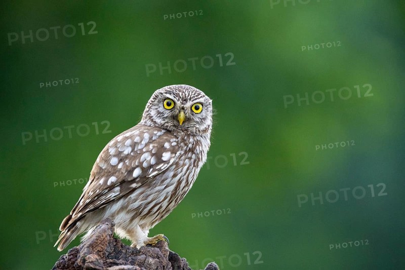 Bearded owl, Little Owl (Athene noctua) Hungary, bearded owl stands on tree stub, dead wood, biotope, owls, Hungary