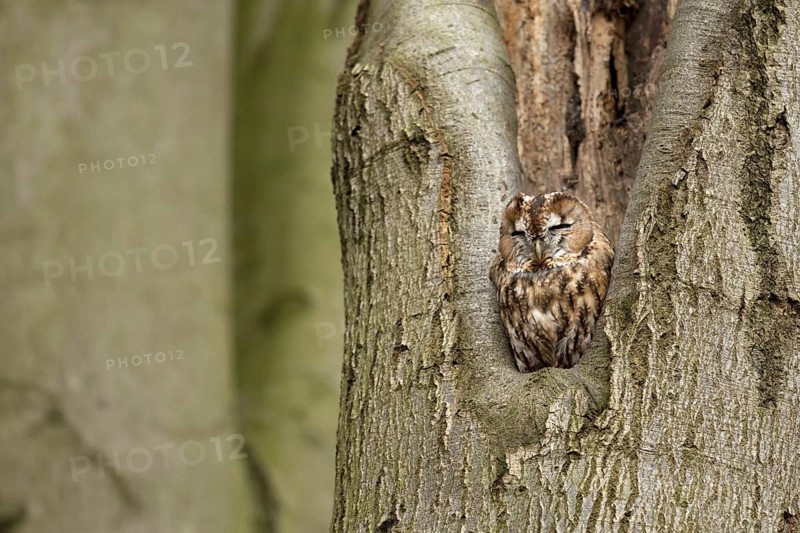 Bosuil rustend in boomholte, Tawny Owl roosting in threehole