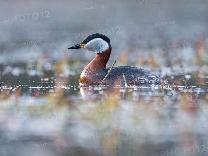 Red-necked Grebe (Podiceps grisegena), Mecklenburg-Western Pomerania, Germany