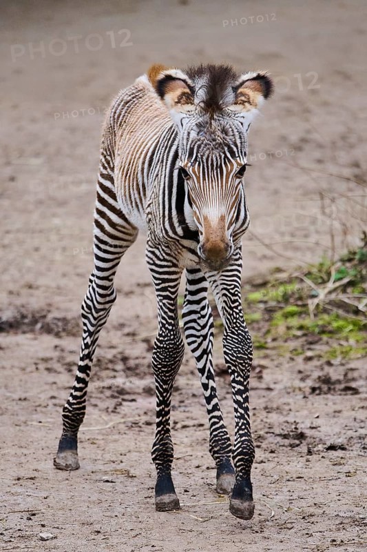 Grévy's zebra (Equus grevyi), youngster, Germany