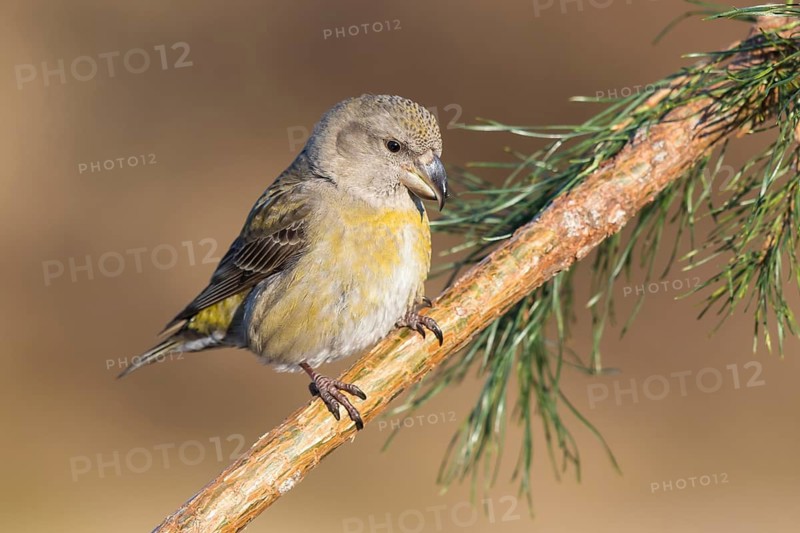 Parrot Crossbill (Loxia pytyopsittacus) female perched on a branch, Netherlands