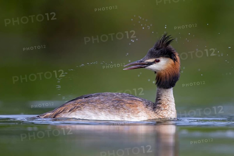 Great Crested Grebe (Podiceps cristatus), North Rhine-Westphalia, Germany