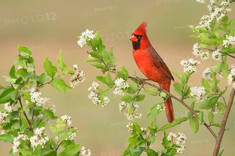 Northern Cardinal (Cardinalis cardinalis) male perched on a flowering branch, Texas, USA