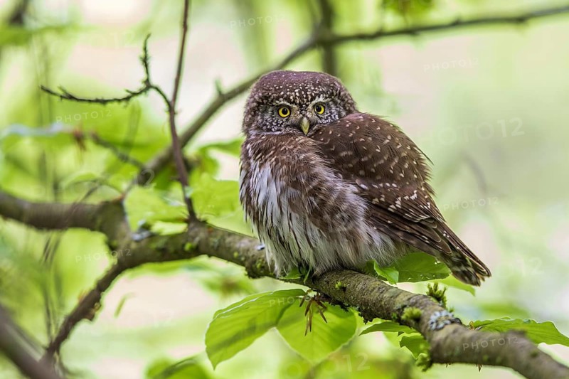Sparrow owl (Glaucidium passerinum), Baden-Württemberg, Federal Republic of Germany