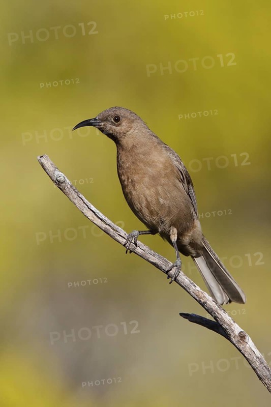 Dusky Myzomela (Myzomela obscura), Queensland, Australia