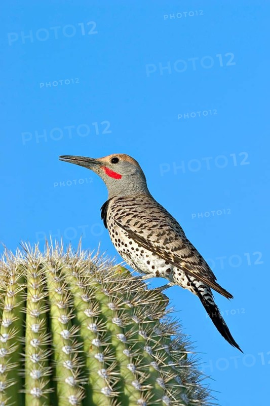 Gilded Flicker Colaptes auratus Tucson, Pima Co., ARIZONA, USA 26 April Adult Male Picidae