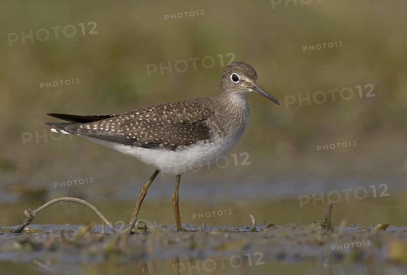 Solitary Sandpiper (Tringa solitaria), Ohio, USA