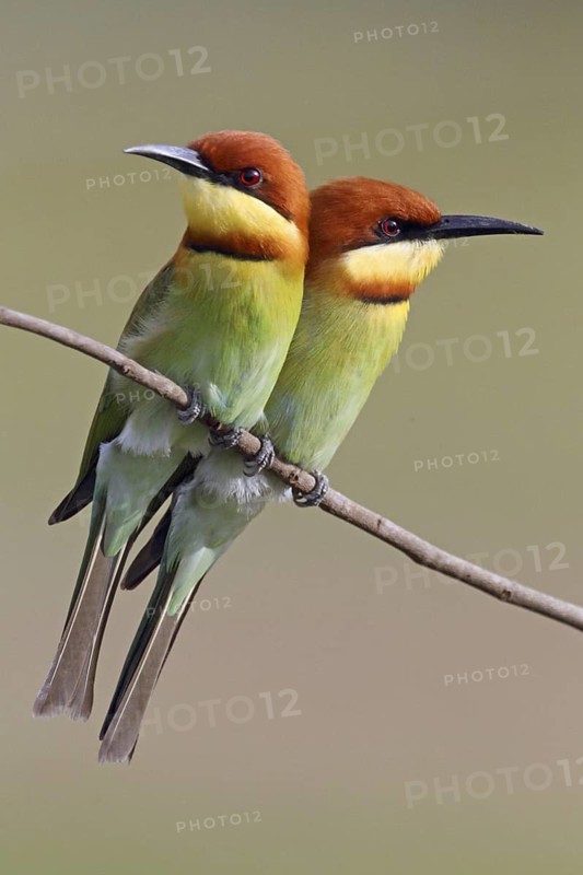 Chestnut-headed Bee-eater (Merops leschenaulti) pair, Penang, Malaysia